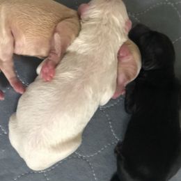 Labradoodles from M & E Labradoodles