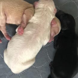 Labradoodles from M & E Labradoodles