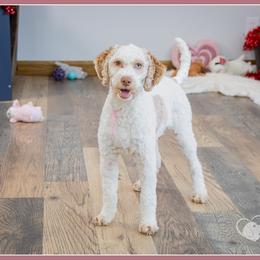 Annelle - Buff female Cockapoo puppy in Connersville, Indiana from Deaz Doodle Ranch