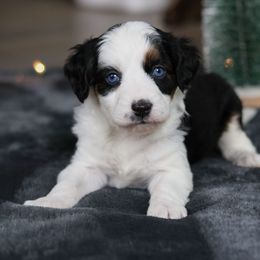 Claus - Black tri-color male Aussiedoodle puppy in Casa, Arkansas from Blue Diamond Puppies