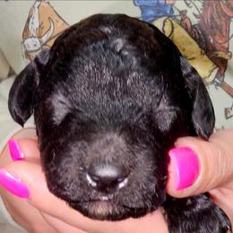 Stormy - Black female Cockapoo puppy in Indiahoma, Oklahoma from Phamily Doodles