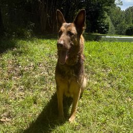 Rumor - German Shepherd