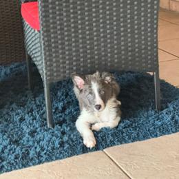 Spot On Bleu - White and seal male Border Collie puppy in Avondale, Louisiana from Spot On Border Collies