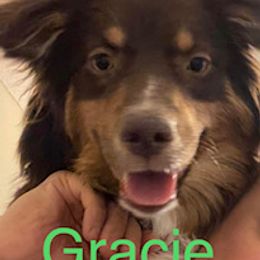 Australian Shepherd All Grown Up from LL Farm Australian Shepherds