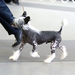 Toby - Chinese Crested