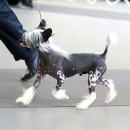 Toby - Chinese Crested