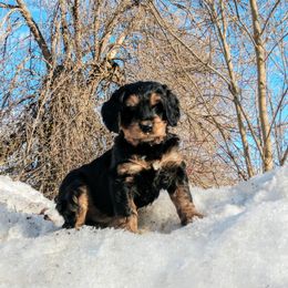 Bernedoodle and Double Doodle Puppies from Cloud Nine Doodles