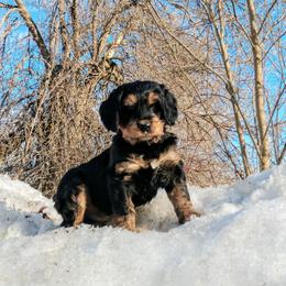 Bernedoodle and Double Doodle Puppies from Cloud Nine Doodles