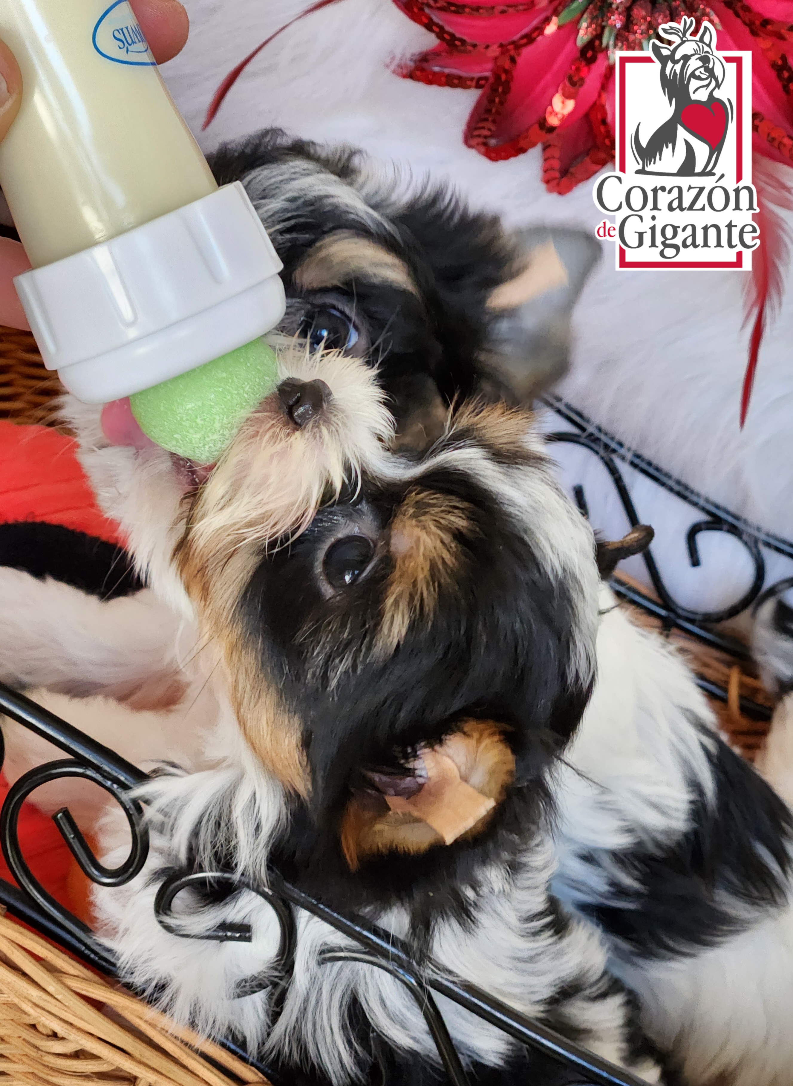 Biewer Terrier and Yorkshire Terrier Puppies from Corazón de gigante
