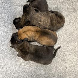 N-Male 4 - Yellow male Dutch Shepherd puppy in Alum Creek, West Virginia from Stay Wild K9