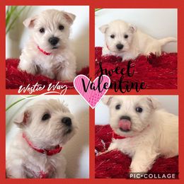 Shihpoo, Shih Tzu, and West Highland White Terrier Puppies from Westie Way & Polly Tzu Shih tzu and more
