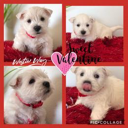 Shihpoo, Shih Tzu, and West Highland White Terrier Puppies from Westie Way & Polly Tzu Shih tzu and more
