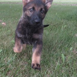 Girl 5 - Sable German Shepherd puppy in Upland, Indiana from Pinegrove German Shepherds