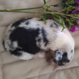 Australian Shepherd Puppies from TANDEM Aussies