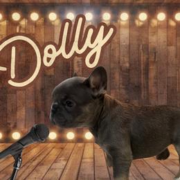 Dolly - Blue female French Bulldog puppy in Ennis, Texas from Family Farm Frenchies