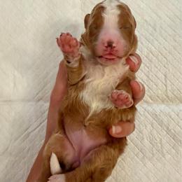 Red and White Bicolor female - Red female Bernedoodle puppy in Brooksville, Florida from Kruger Doodles