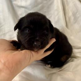 Aioli - Black tri male Toy Australian Shepherd puppy in Medical Lake, Washington from MAS Gone Rogue