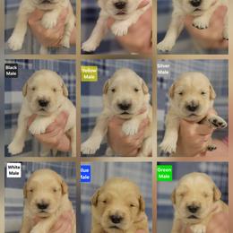 Trudy Male 3 - Golden male Golden Retriever puppy in Wauseon, Ohio from Golden Sunrise Retrievers