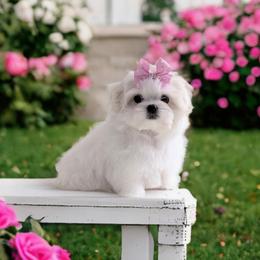 Snow White - White and lemon female Maltese puppy in Eureka, California from Bratpack Babydolls