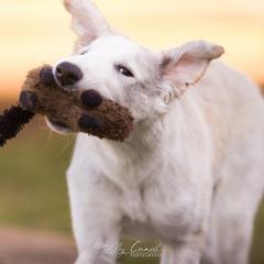 Borzoi Puppies from Rezance Borzoi