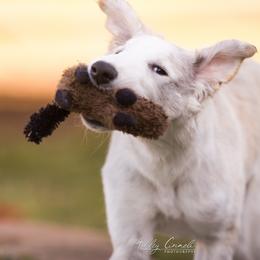 Borzoi Puppies from Rezance Borzoi
