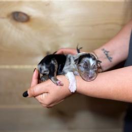 Fin - Blue merle male Australian Shepherd puppy in Eubank, Kentucky from Ashlee's Aussies