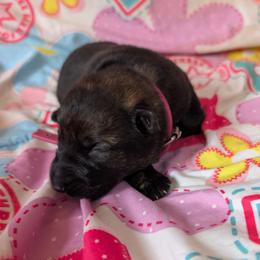 Pink - Sable female German Shepherd puppy in Motley, Minnesota from Von Thomson Haus
