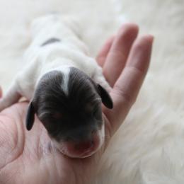 Sabrina - Piebald female Dachshund puppy in Peebles, Ohio from Cave Valley Hounds
