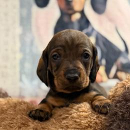 Duke - Wild boar male Dachshund puppy in Superior, Montana from Never Land Dachshunds of Montana