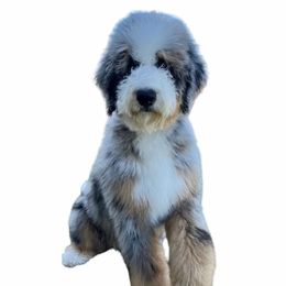Emma - Bernedoodle
