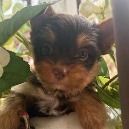Girl 3 - Chocolate and tan female Yorkshire Terrier puppy in Taylorsville, North Carolina from SilverLining highlands and hounds
