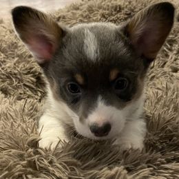 American Corgi and Pembroke Welsh Corgi Puppies from Caddeaux Corgis
