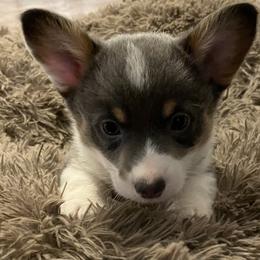 American Corgi and Pembroke Welsh Corgi Puppies from Caddeaux Corgis