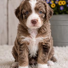 Bernedoodle, Goldendoodle, and Poodle Puppies from Gentle Paw Goldendoodles