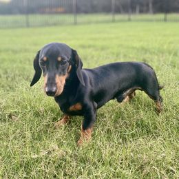 Batman - Dachshund