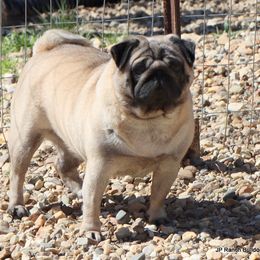 Glory - Pug