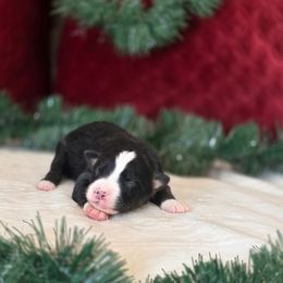 A - Black tri male Miniature Australian Shepherd puppy in Killen, Alabama from Wilkers Wholehearted Mini Aussies