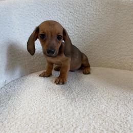 Red puppy number five - Red male Dachshund puppy in Spokane, Washington from Dearhaven Doxie