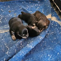 Male 2 - Black and silver male Miniature Schnauzer puppy in Chino, California from So Cal Schnauzer
