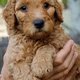 Goldendoodles from Amberdoodles