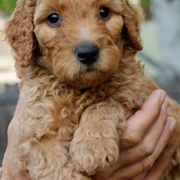 Goldendoodles from Amberdoodles