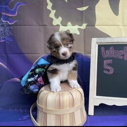 Australian Shepherd Puppies from Trilogy Australian Shepherds