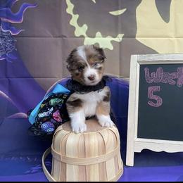 Australian Shepherd Puppies from Trilogy Australian Shepherds