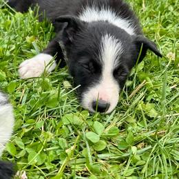 Harold - Black and white male Border Collie puppy in Liverpool, Pennsylvania from Breezy Acres Stock & Sporting Dogs