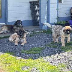 Leonberger Puppies from Sinnsro Leonbergers