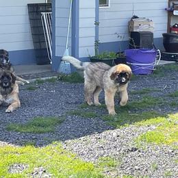 Leonberger Puppies from Sinnsro Leonbergers