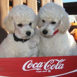 Biewer Terriers and Poodles from Ice Ice Baby Biewers & Poodles