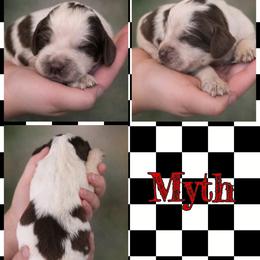 Myth - Liver white and roan male English Springer Spaniel puppy in Florida from Thunderbird Springers