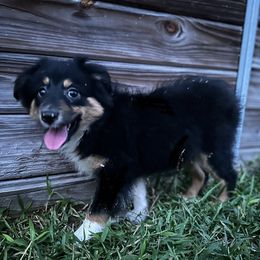 Scout - Black tri female Miniature Australian Shepherd puppy in Saint Cloud, Florida from Dirty Paws