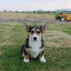 S'more - Black and tan male Pembroke Welsh Corgi puppy in Stockton, Utah from BW Corgis